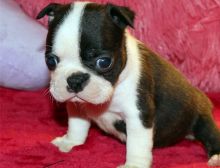 Gorgeous Boston terrier puppies.