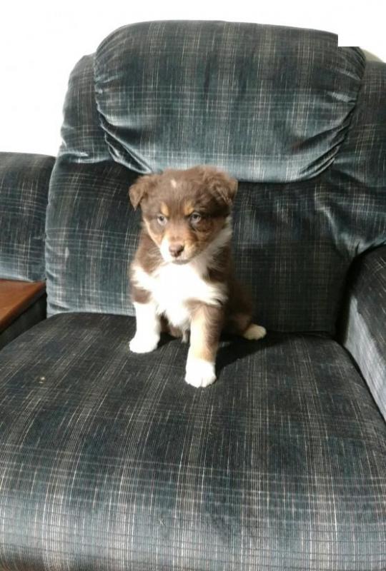 Australian Shepherd Puppies Image eClassifieds4u