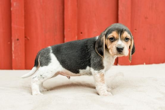 Beagle Puppies Image eClassifieds4u