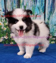 10 weeks old Pomsky Puppies