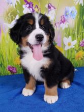 Adorable Bernese Mountain Dog puppies