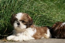 Adorable Shih Tzu Puppies For Re-Homing