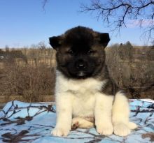 Akita Puppies