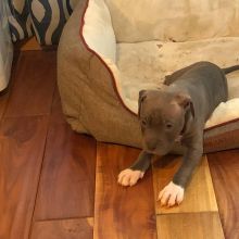 American Pit Bull Terriers Puppies Ready