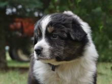 Australian Shepherd Puppies for Rehoming