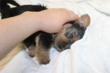 Cute Teacup Yorkie Puppies For Adoption