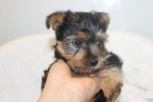 Cute Teacup Yorkie Puppies For Adoption