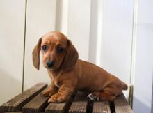 Dachshund Puppies