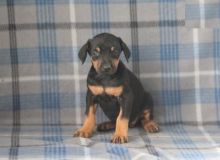 Doberman Pinscher Puppies