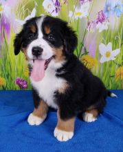 Male and female Bernese Mountain Dog puppies