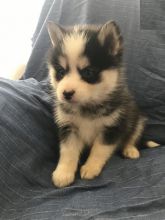 Pomsky Puppies