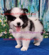 Pomsky Puppies available