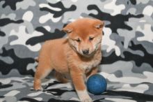 Shiba Inu Puppies