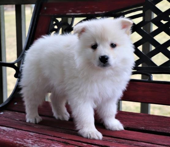 American Eskimo Puppies Image eClassifieds4u