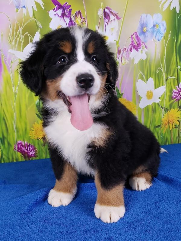 Bernese Mountain Dog puppies Image eClassifieds4u