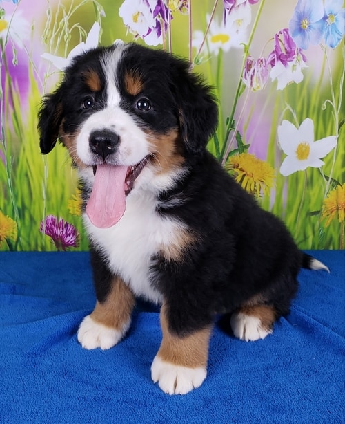 Bernese Mountain Dog Puppies Va View Image 2 for