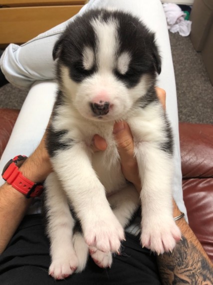 C.K.C MALE AND FEMALE SIBERIAN HUSKY PUPPIES AVAILABLE Image eClassifieds4u