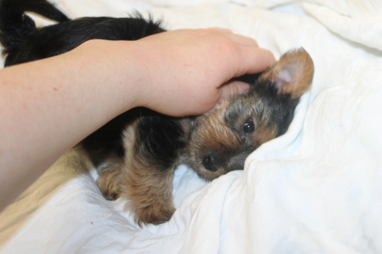 Cute Teacup Yorkie Puppies For Adoption Image eClassifieds4u