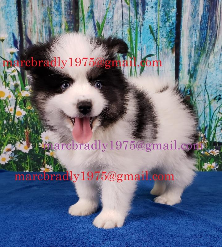 Healthy Pomsky Puppies Image eClassifieds4u