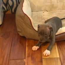 American Pit Bull Terriers Puppies Ready Image eClassifieds4U