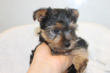 CKC Tiny Teacup Maltese Puppies For Adoption Image eClassifieds4u 1