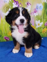Male and female Bernese Mountain Dog puppies Image eClassifieds4u 2
