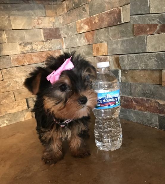 Yorkie Puppies Image eClassifieds4u