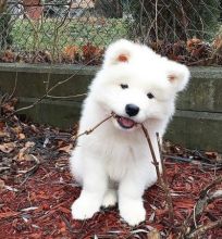 Healthy Registered Samoyed puppies available