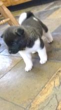 Accommodating Male And Female Akita Puppies For Adoption