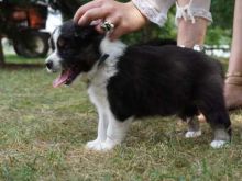 Adorable Australian Shepherd puppies for Adoption