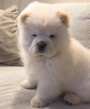 Adorable Chow Chow Puppies