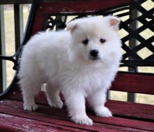 American Eskimo Puppies