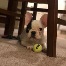 Attractive male and female French bulldog puppies