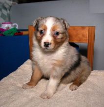 Australian Shepherd Puppies