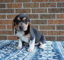 Beagle Puppies For Adoption