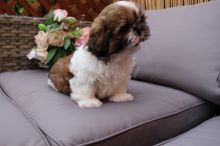 Beautiful Shih tzu puppies