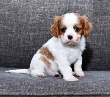 Cavalier King Charles Spaniel Puppies