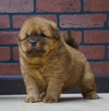 Chow Chow Puppies