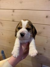 Fabulous Ckc Beagle Puppies For Re-Homing