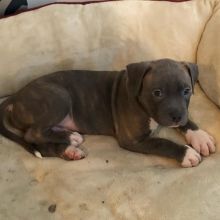 Fantastic Ckc Blue Nose American Pit Bull Terrier Puppies Available