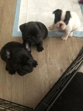 French Bulldog Puppies Available For Adoption