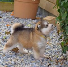 Lovely Alaskan Malamute puppies