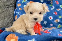 Maltipoo Puppies