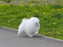 Pomeranian Puppies Available.