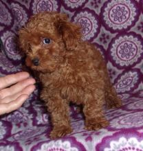 Poodle Puppies for rehoming