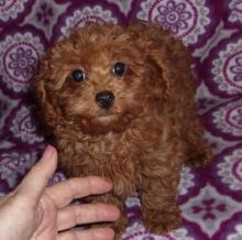 Poodle Puppies for rehoming