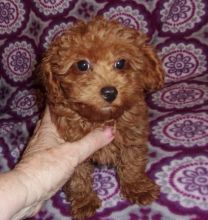 Poodle Puppies for rehoming