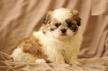 Shih Tzu Puppies