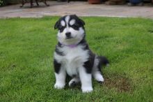 Siberian Husky Puppies Ready For A Forever Home