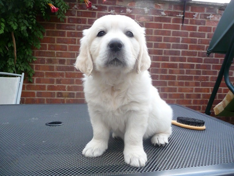 Adorable Golden Retriever Puppies Available Image eClassifieds4u